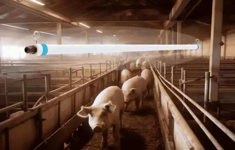 LED-Beleuchtung im Schweinestall